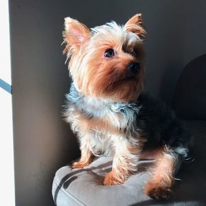 Meet your Posher, Cynthia